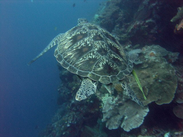 Photograph
